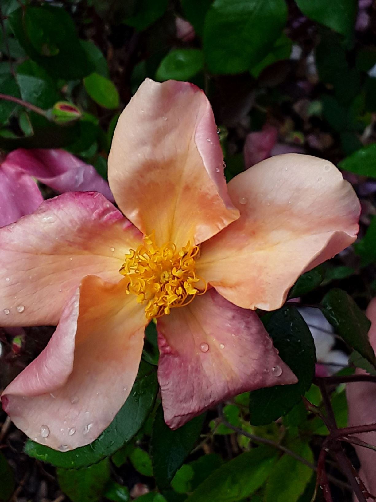 Rosa × odorata 'Mutabilis' - tea rose