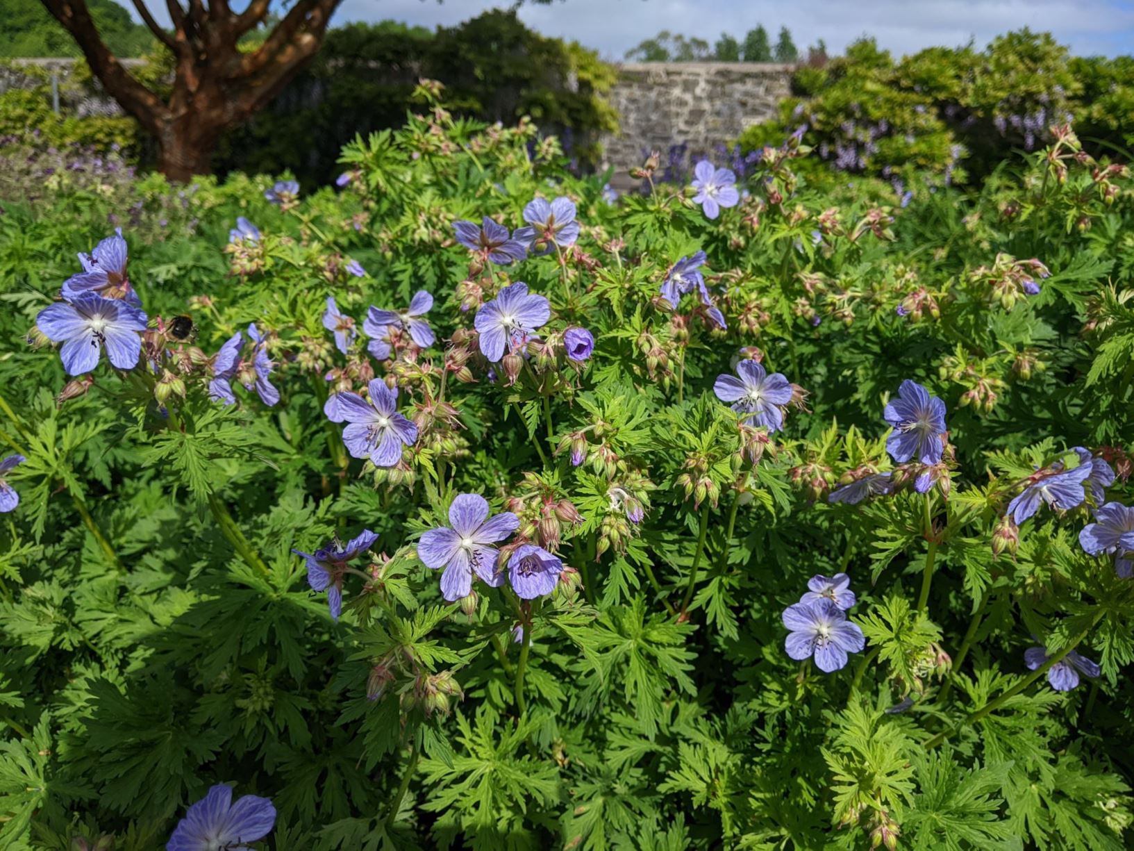 Geranium pratense 'Mrs K. Clark' - pig-yr-aran y weirglodd, meadow cranesbill