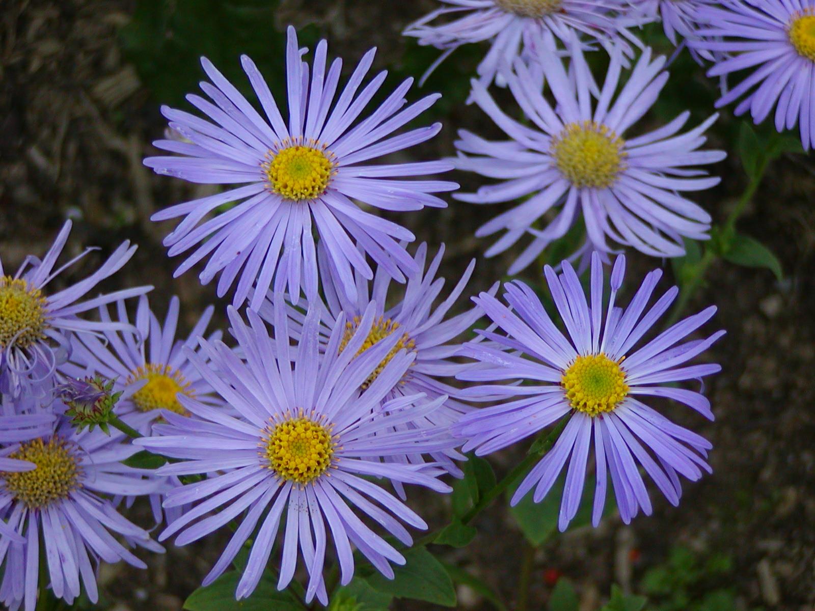 Aster × frikartii 'Mönch' - aster 'Mönch'