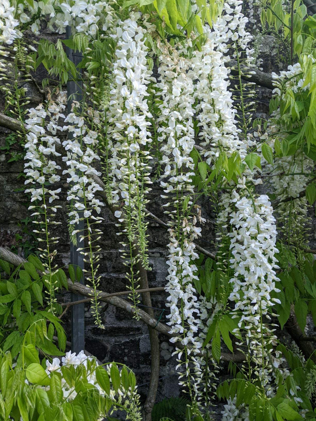 Wisteria floribunda f. alba 'Shiro-noda' - white Japanese wisteria