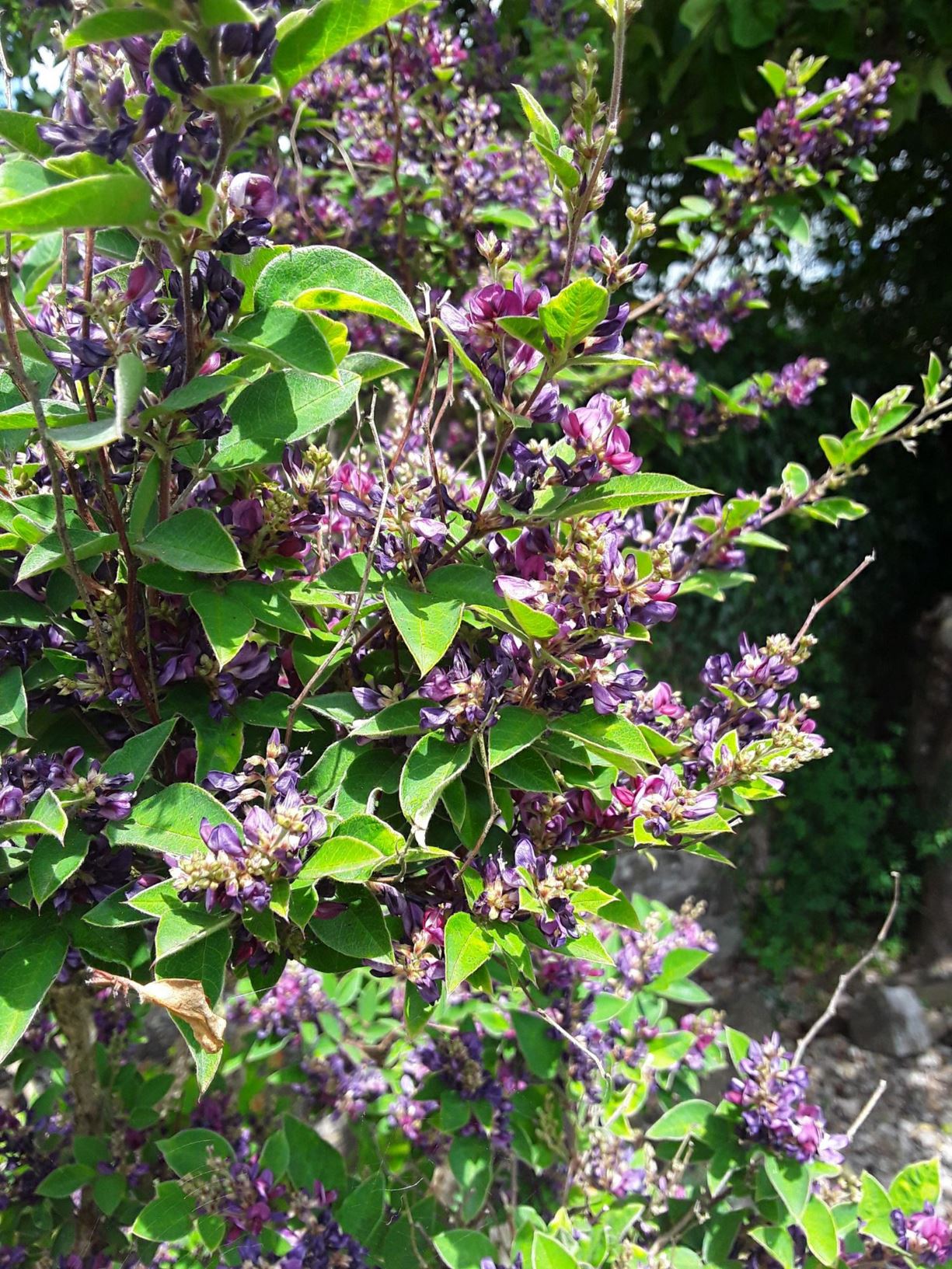 Lespedeza buergeri Bush Clover, Japanese Clover National Botanic