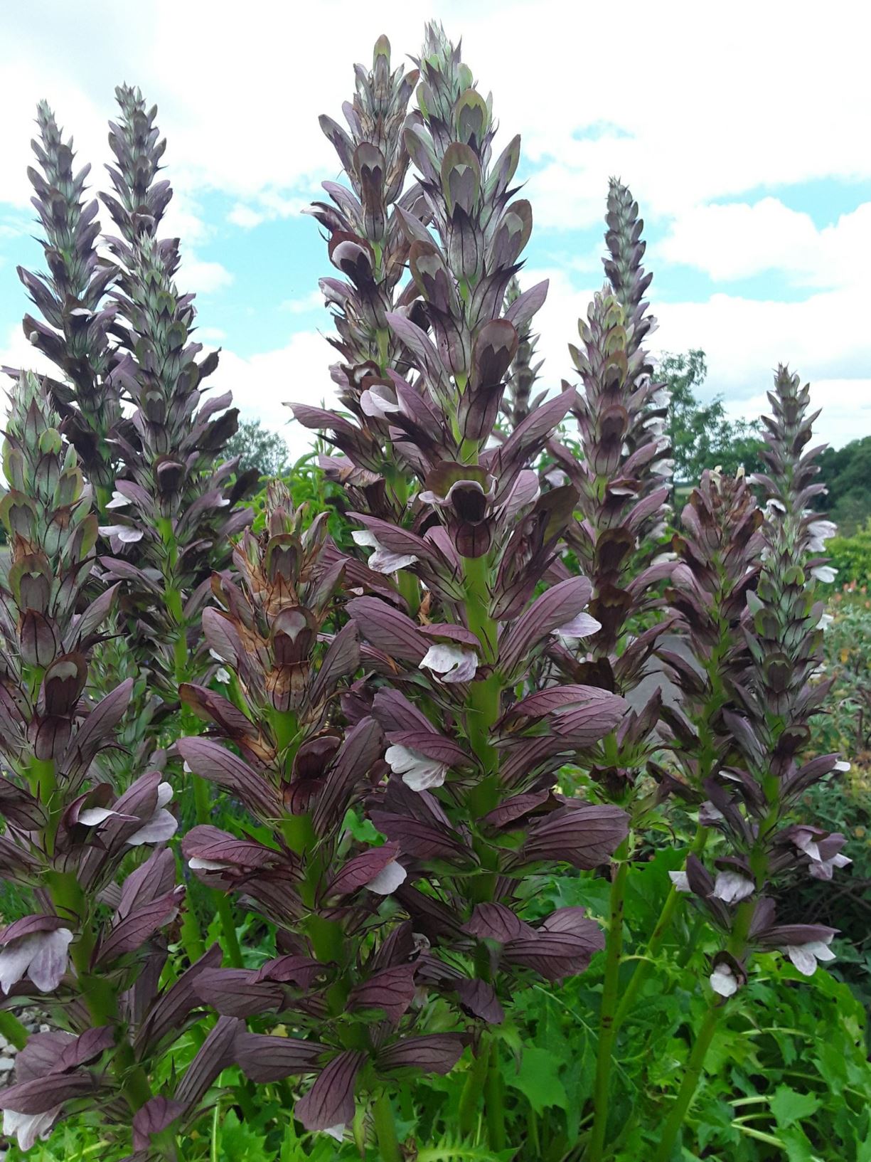 Acanthus hungaricus - long-leaved bear's breech, long-leaved bear's breeches