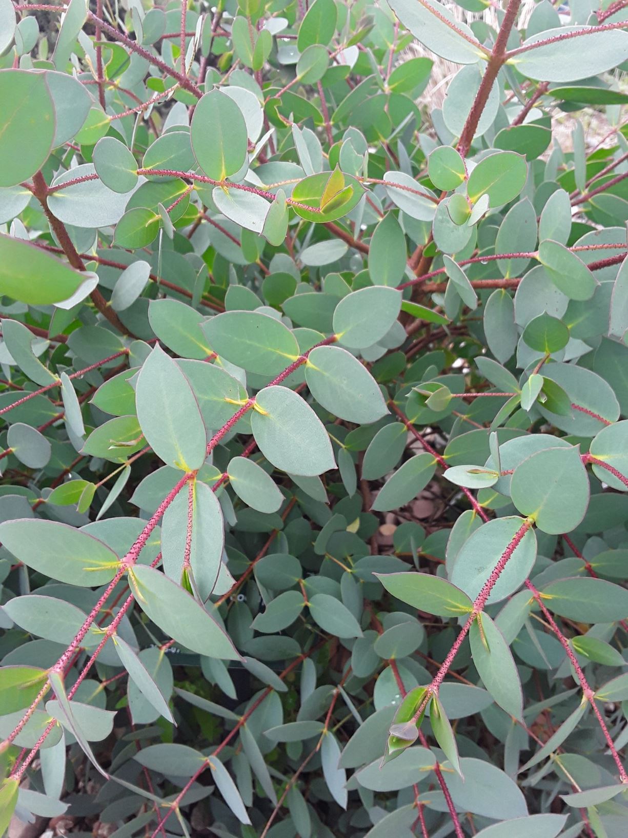 Eucalyptus coccifera - Mount Wellington peppermint, Tasmania snow gum ...