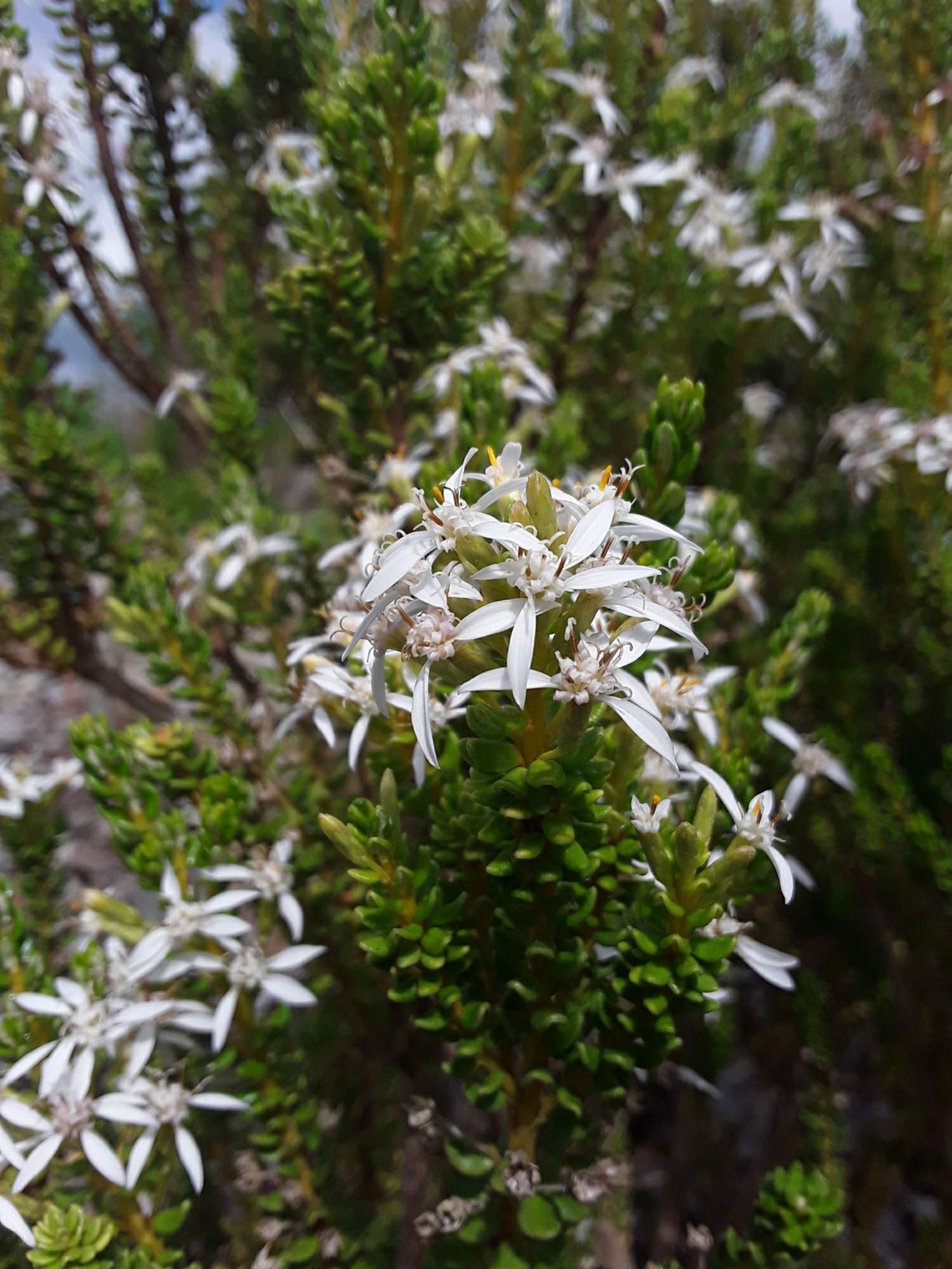 Olearia nummulariifolia - Sticky Daisy-bush