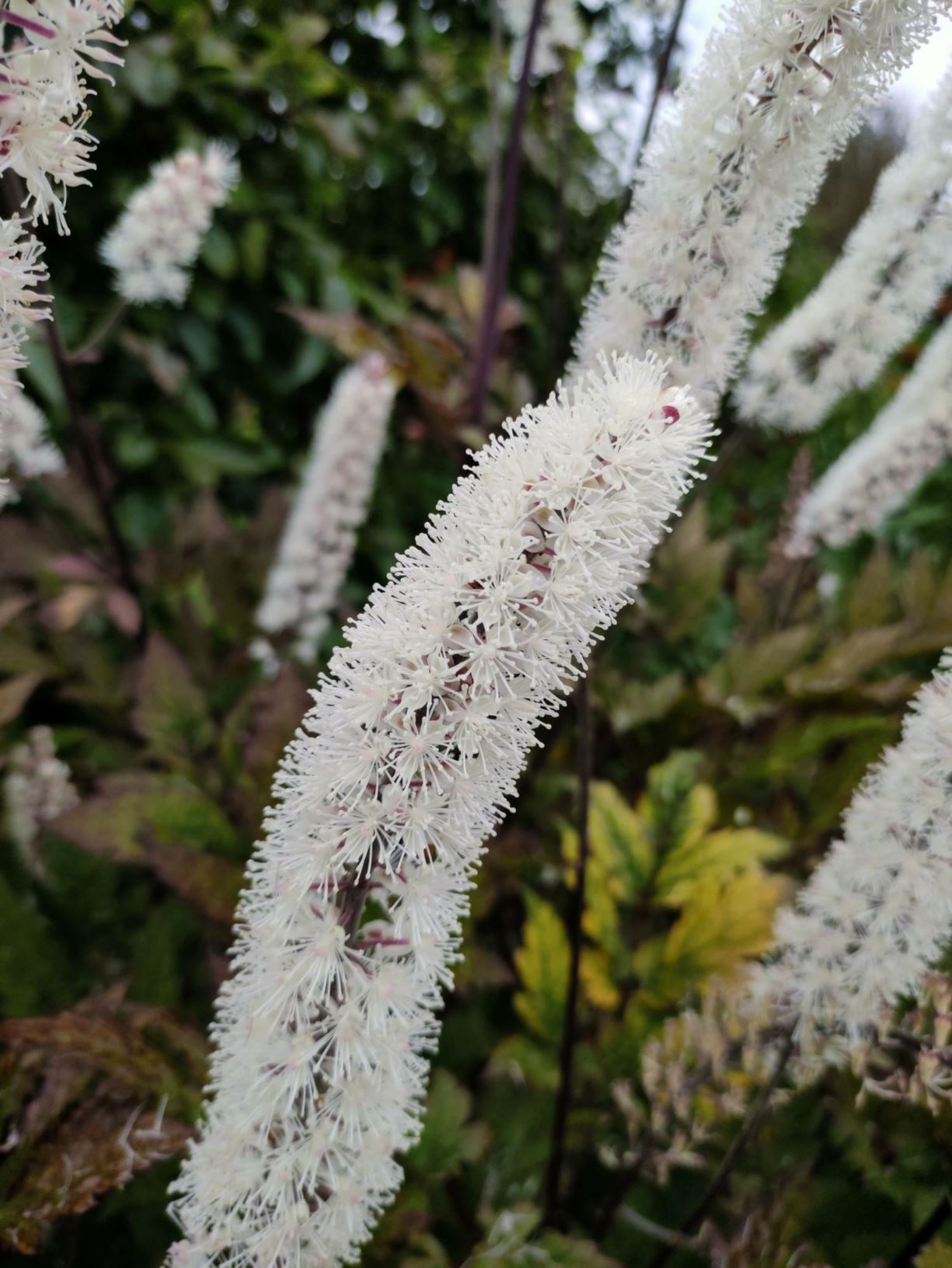 Actaea simplex (Atropurpurea Group) 'James Compton' - llysiau Cristoffis, baneberry 'James Compton'