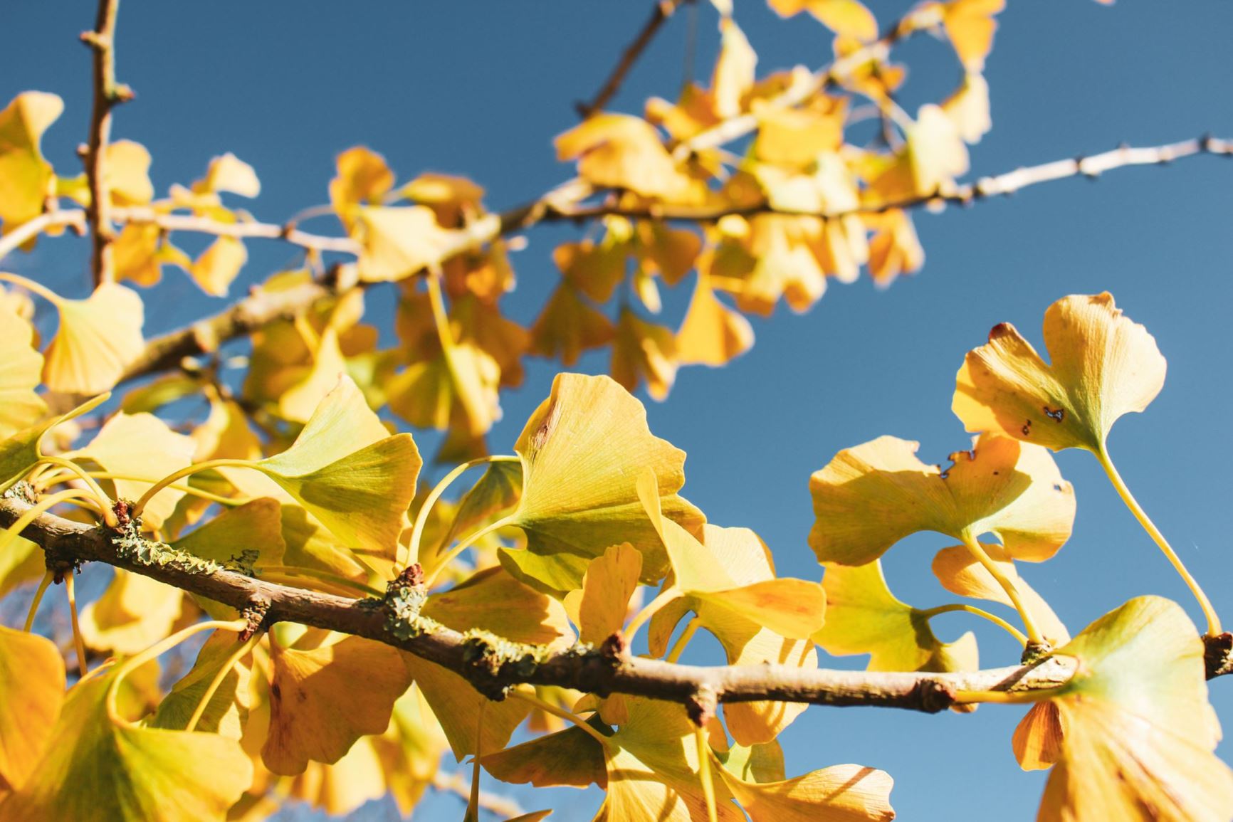 Ginkgo biloba - coeden ginco, maidenhair tree, fossil tree | National