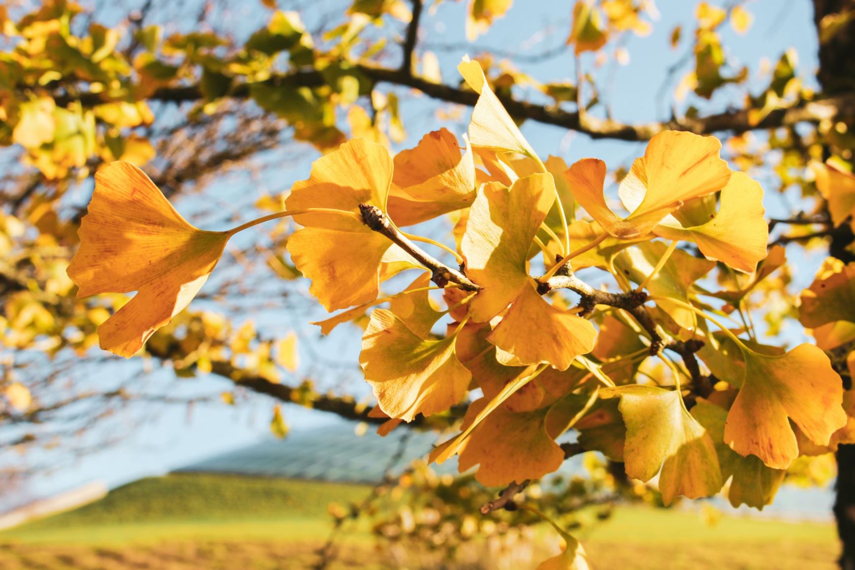 Ginkgo biloba - coeden ginco, maidenhair tree, fossil tree | National