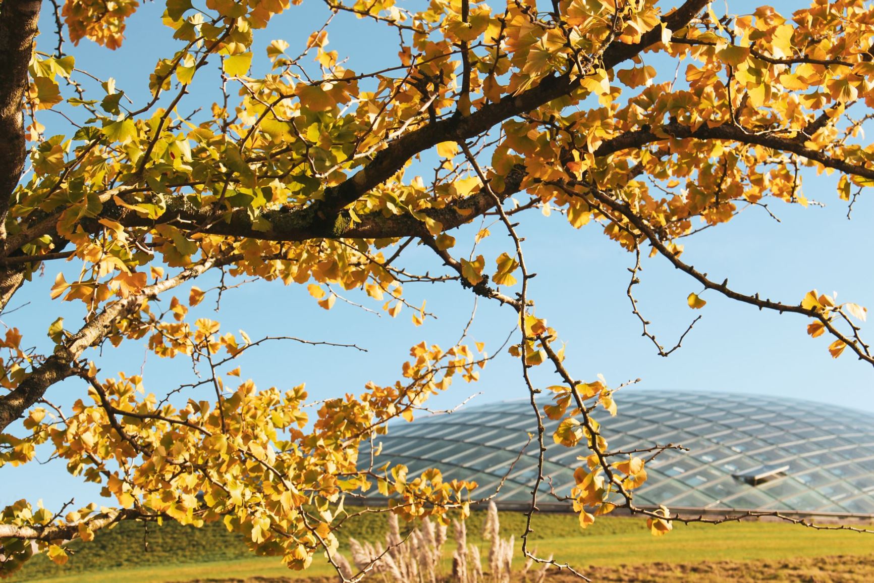 Ginkgo biloba - coeden ginco, maidenhair tree, fossil tree