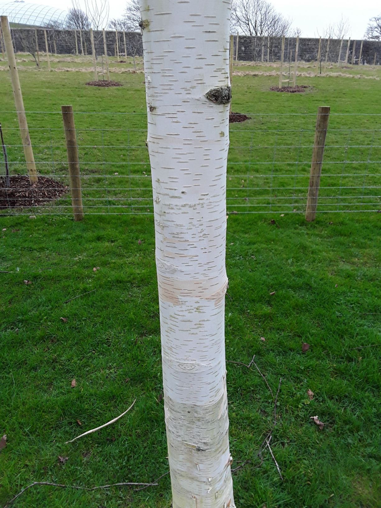 Betula Utilis Subsp Jacquemontii Coeden Bedw West Himalayan Birch betula-utilis-subsp-jacquemontii-coeden-bedw-west-himalayan-birch