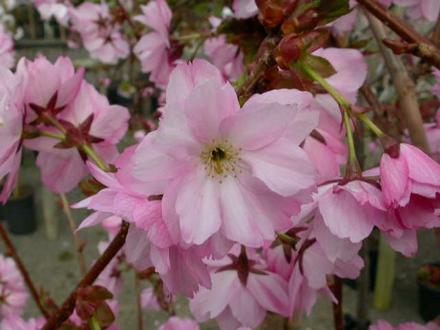 Prunus 'Beni-yutaka' - coeden geirios, cherry