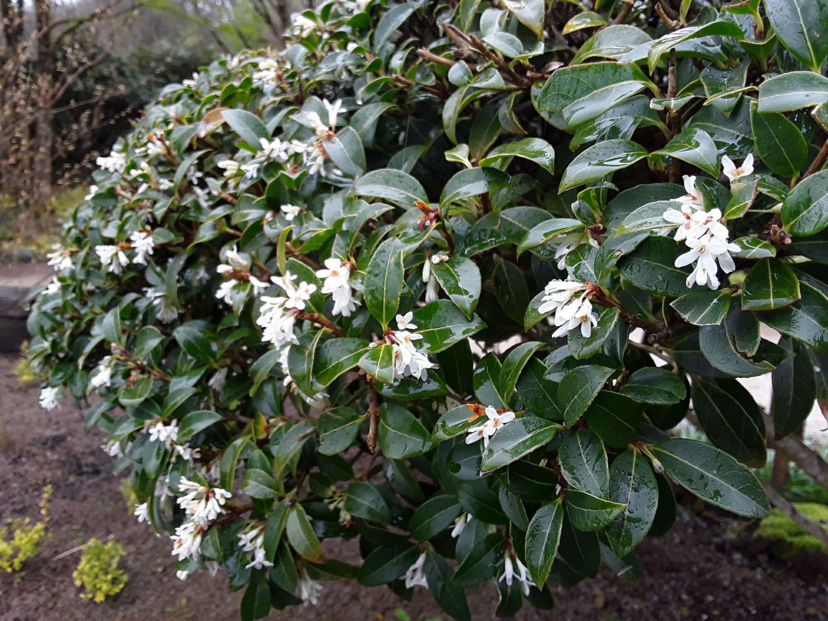 Osmanthus delavayi - Delavay Osmanthus | National Botanic Garden of ...