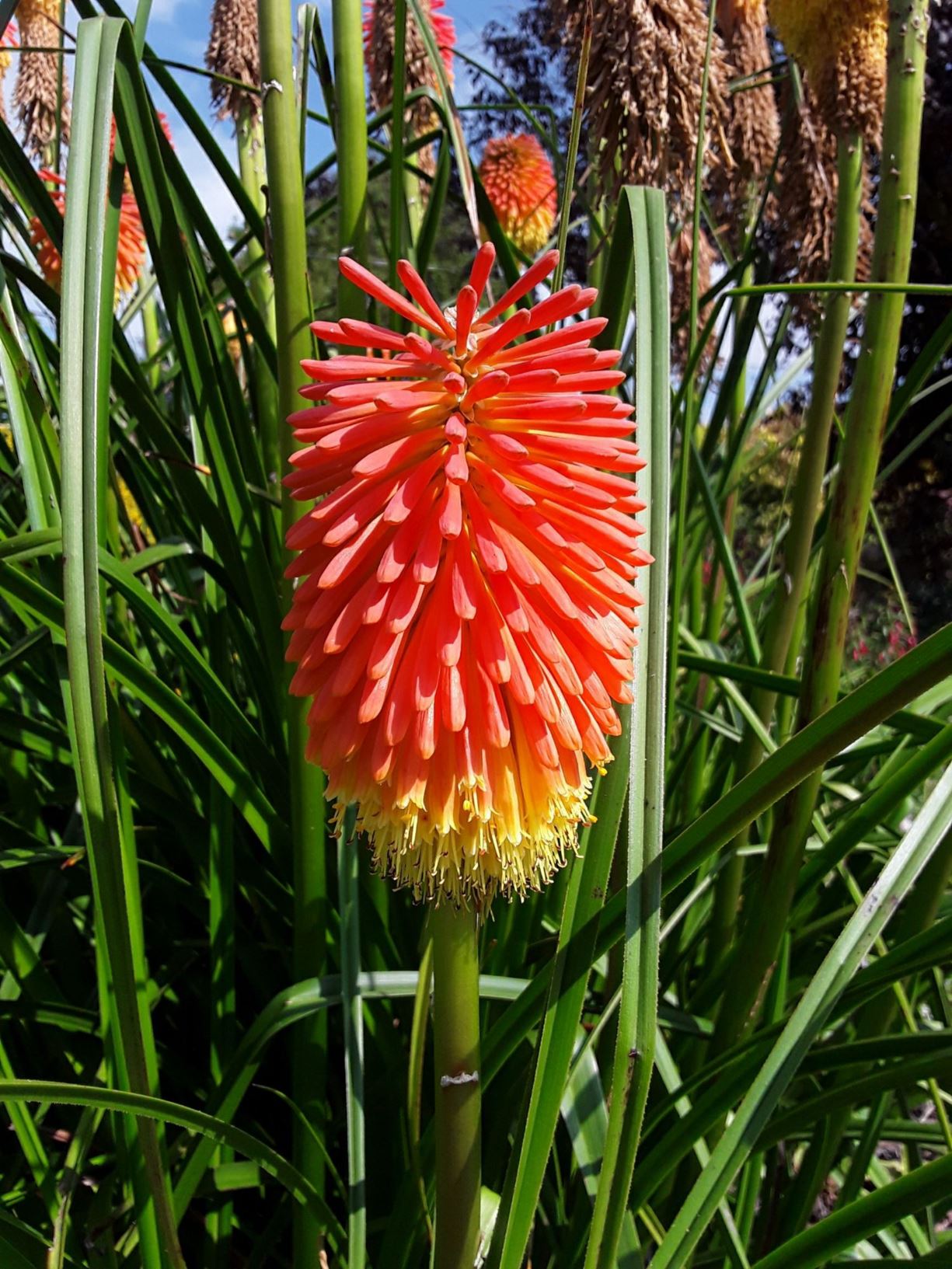 Kniphofia rooperi - Rooper's Red-hot Poker | National Botanic Garden of ...