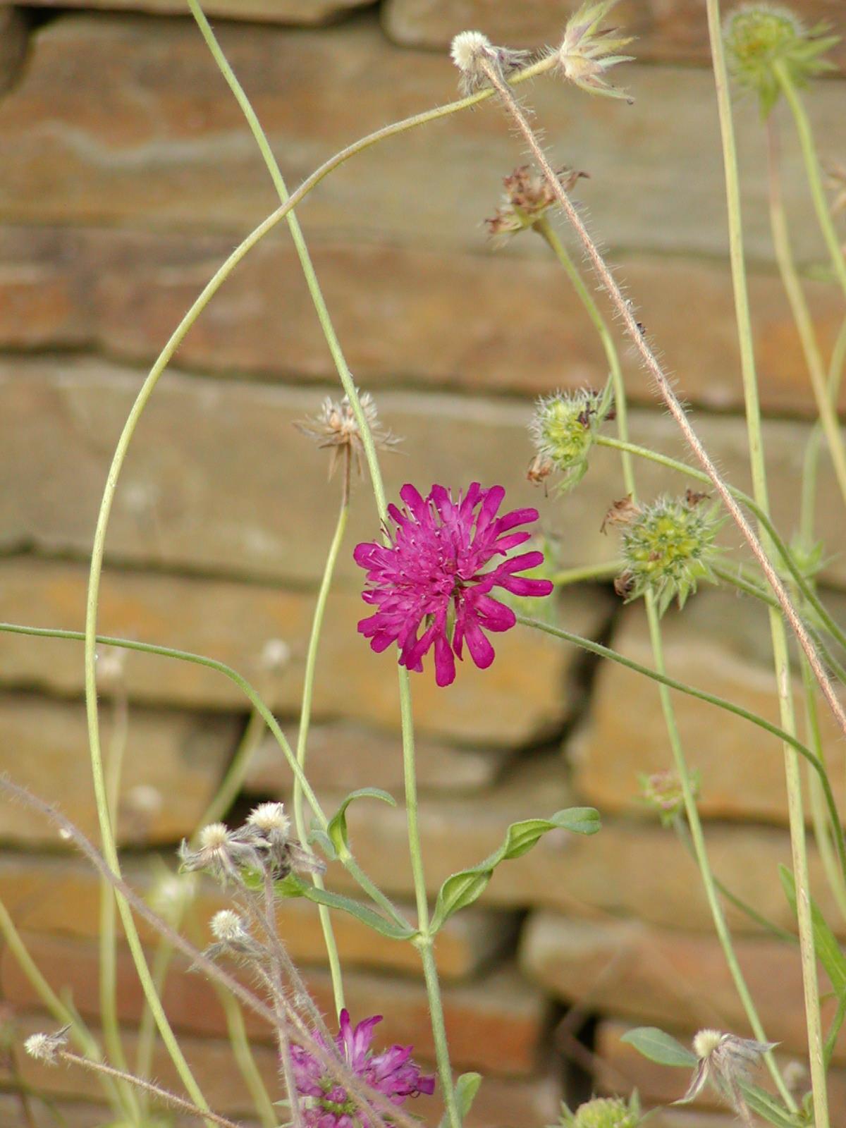 Knautia macedonica - Macedonian Scabious