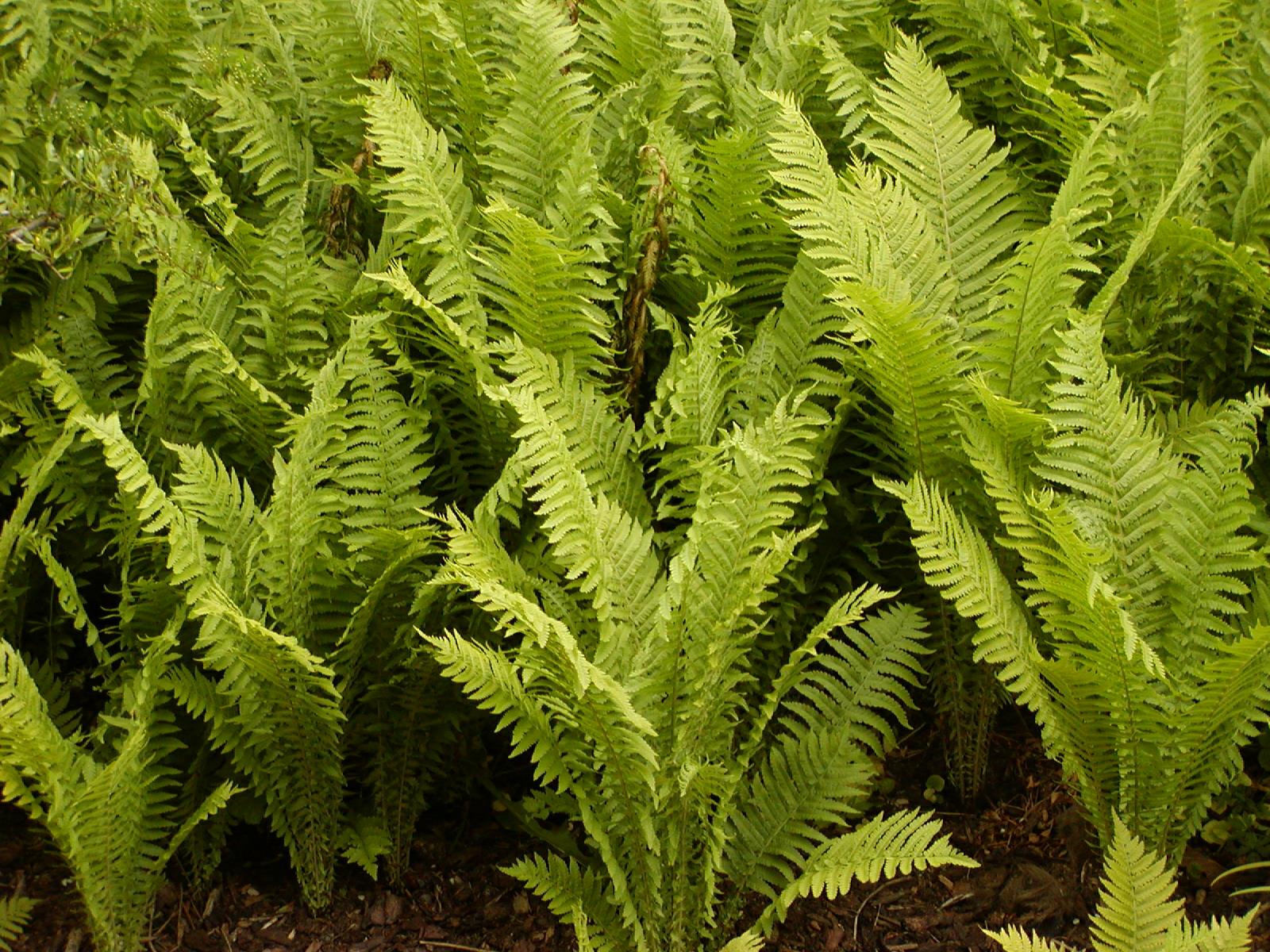 Onoclea struthiopteris - rhedynen estrys, ostrich fern, ostrich-feather fern, shuttlecock fern