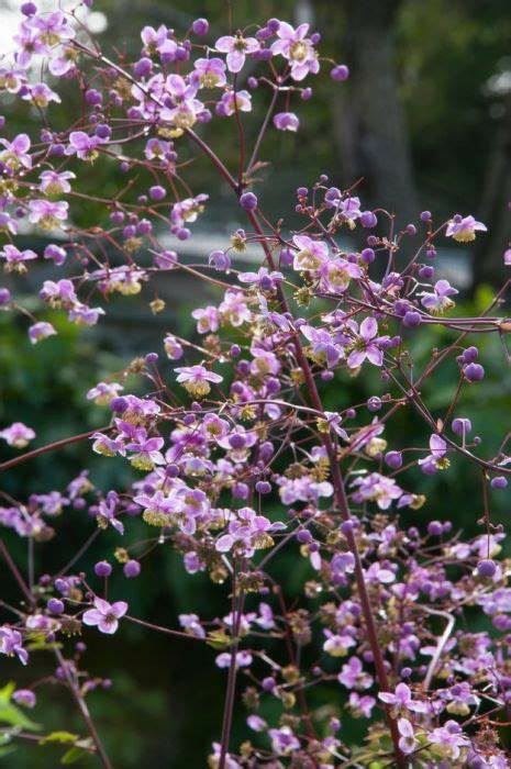 Thalictrum rochebruneanum - lavender mist meadow rue, meadow rue