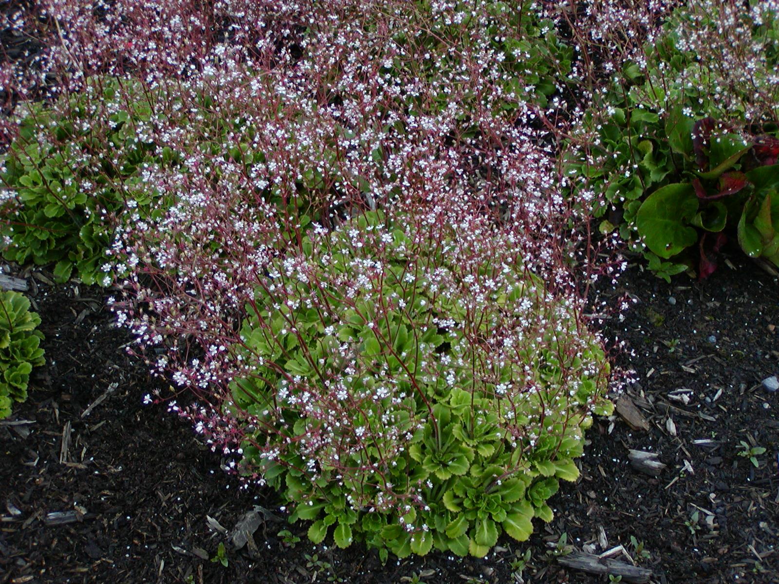 Saxifraga × urbium - balchder Llundain, London pride, none-so-pretty