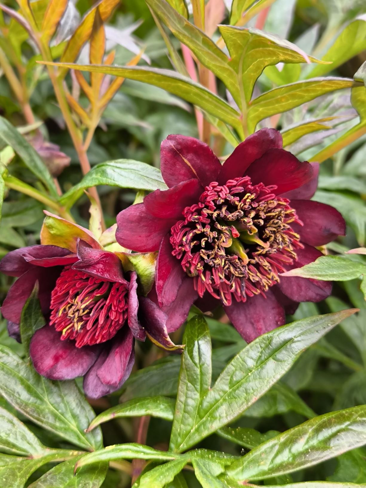 Paeonia delavayi - rhosyn-y-mynydd, Delavay peony, tree peony