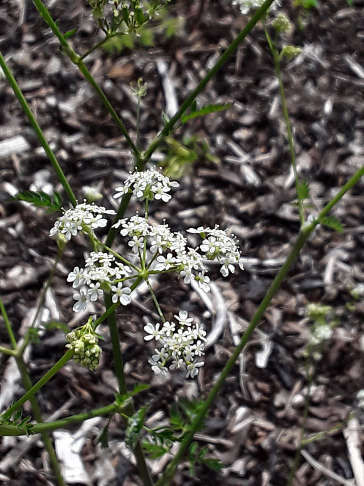 Anthriscus sylvestris - gorthyfail, cow parsley, cow weed, deil's meal ...