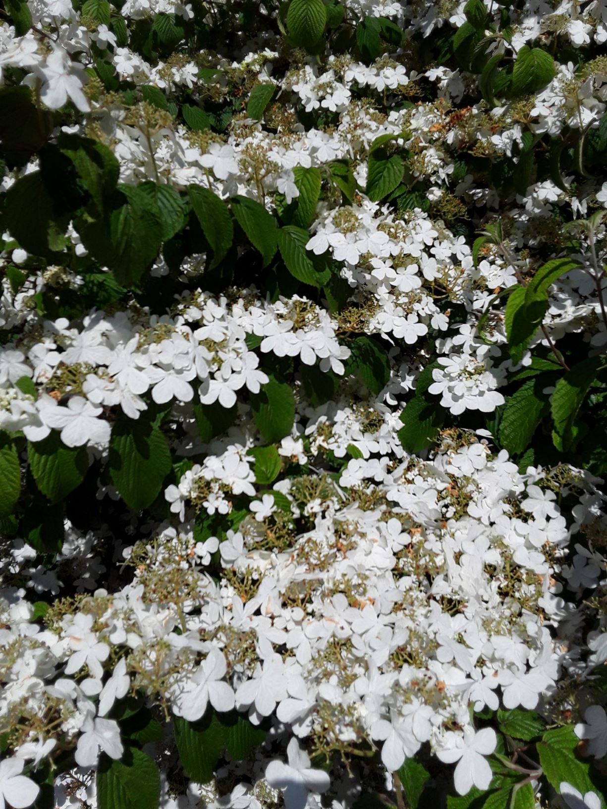 Viburnum plicatum f. tomentosum 'Shasta' - Japanese snowball | National ...