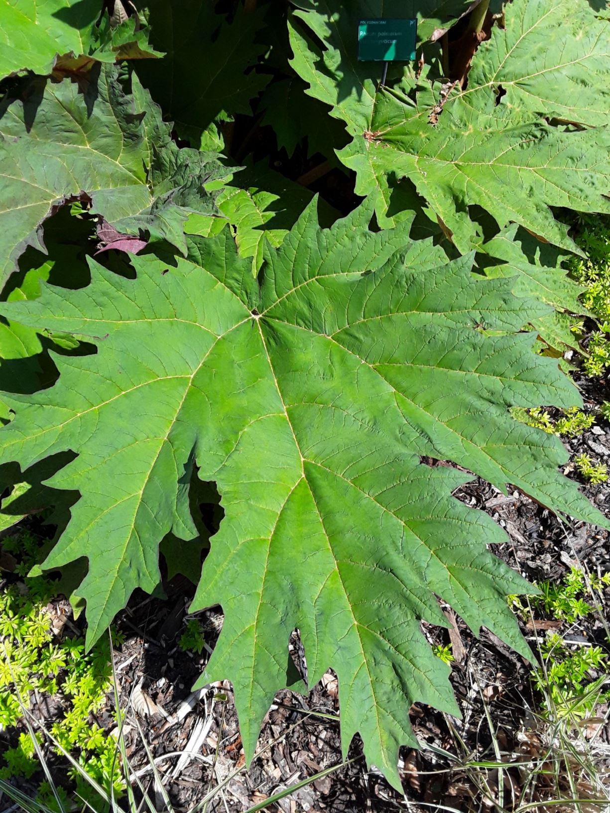 Rheum palmatum var. tanguticum - rhiwbob addurniadol, ornamental ...