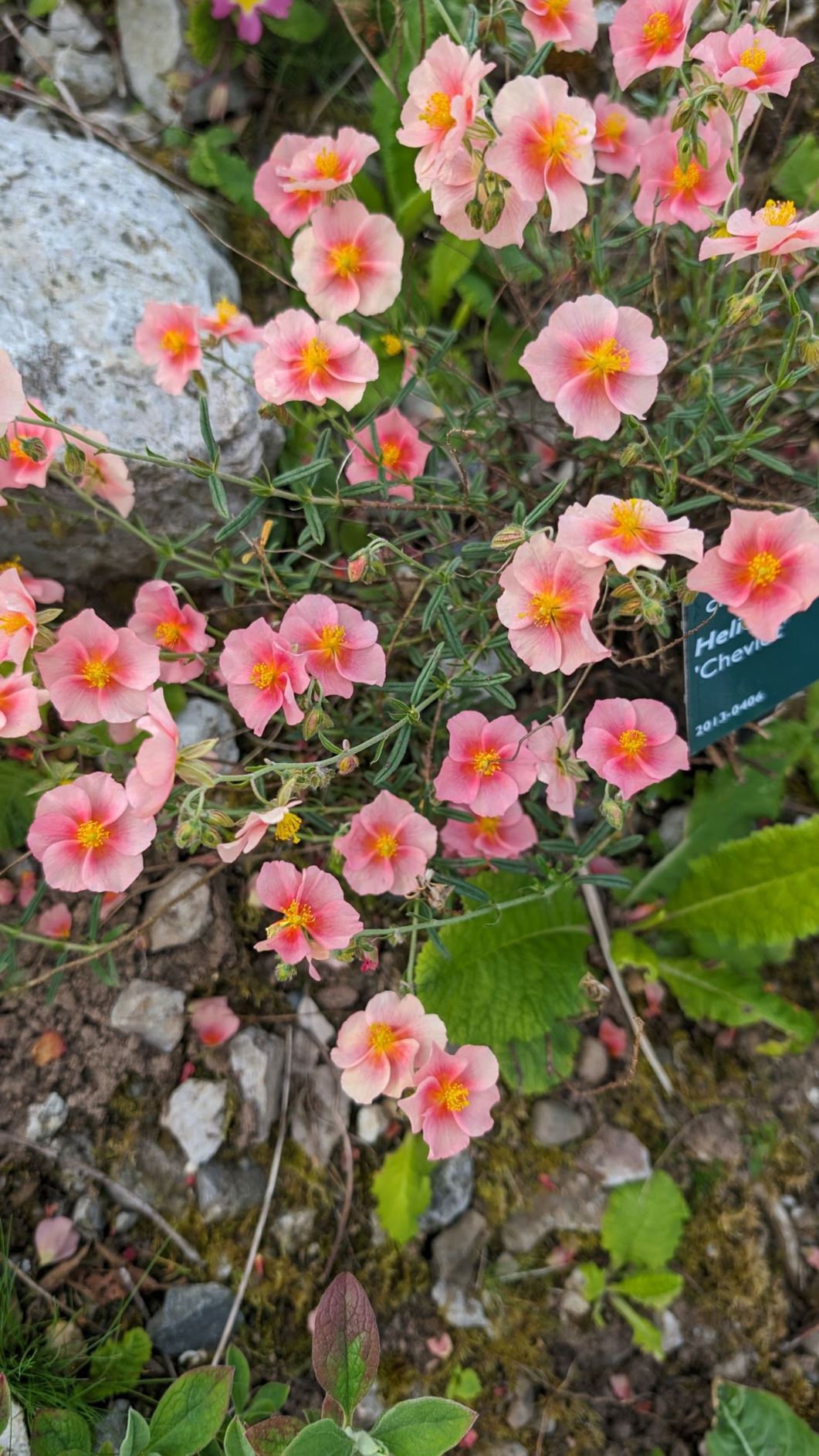 Helianthemum 'Cheviot' - cor-rosyn, rock rose 'Cheviot'