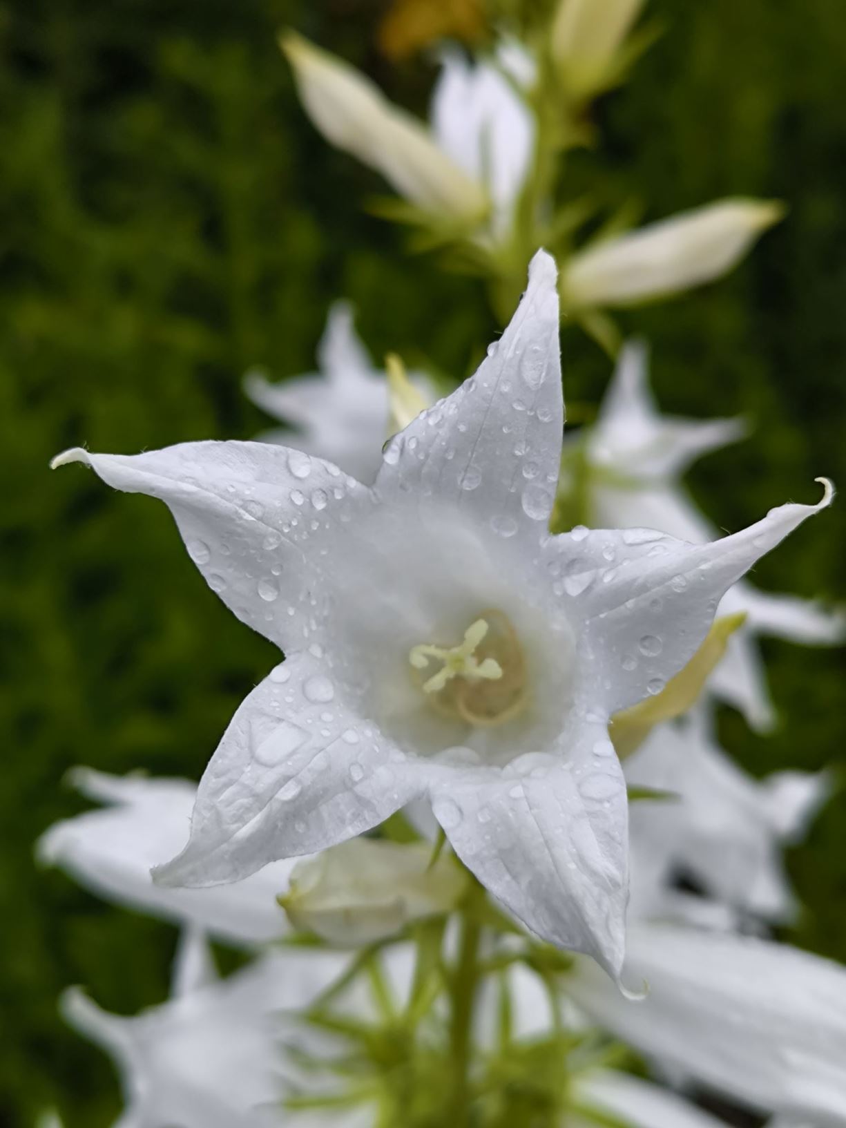 Campanula latifolia var. macrantha 'Alba' - clychlys mawr, giant bellflower 'Alba'