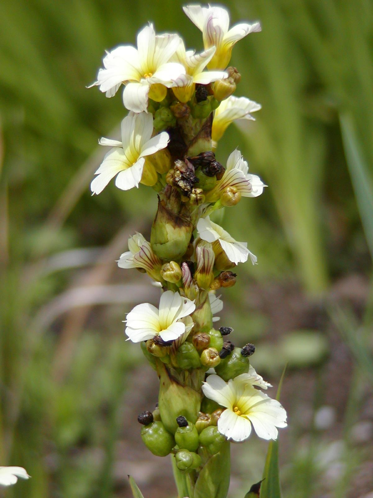 Sisyrinchium striatum - Sisirinciwm Melyn Mawr, Pale Yellow-eyed Grass, Yellow Mexican Satin Flower