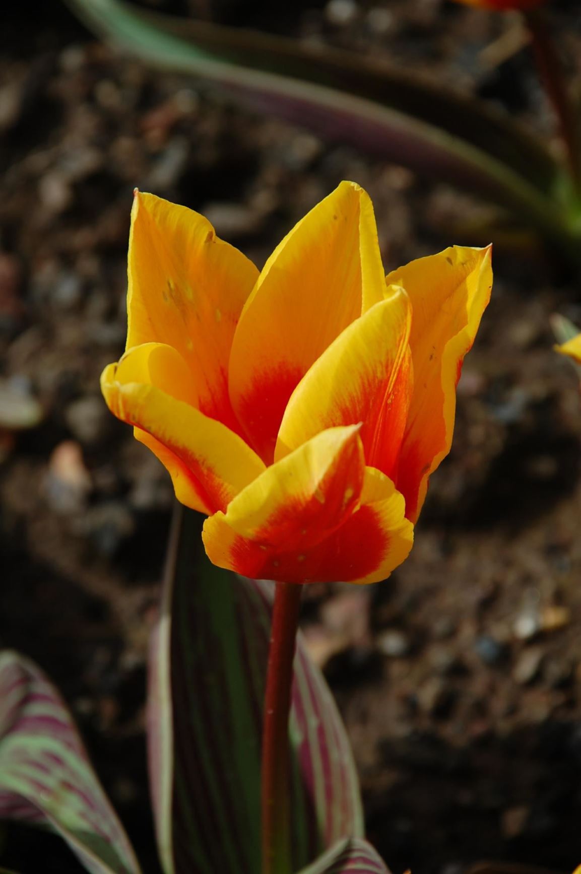 Tulipa 'Cape Cod' - tiwlip, tulip