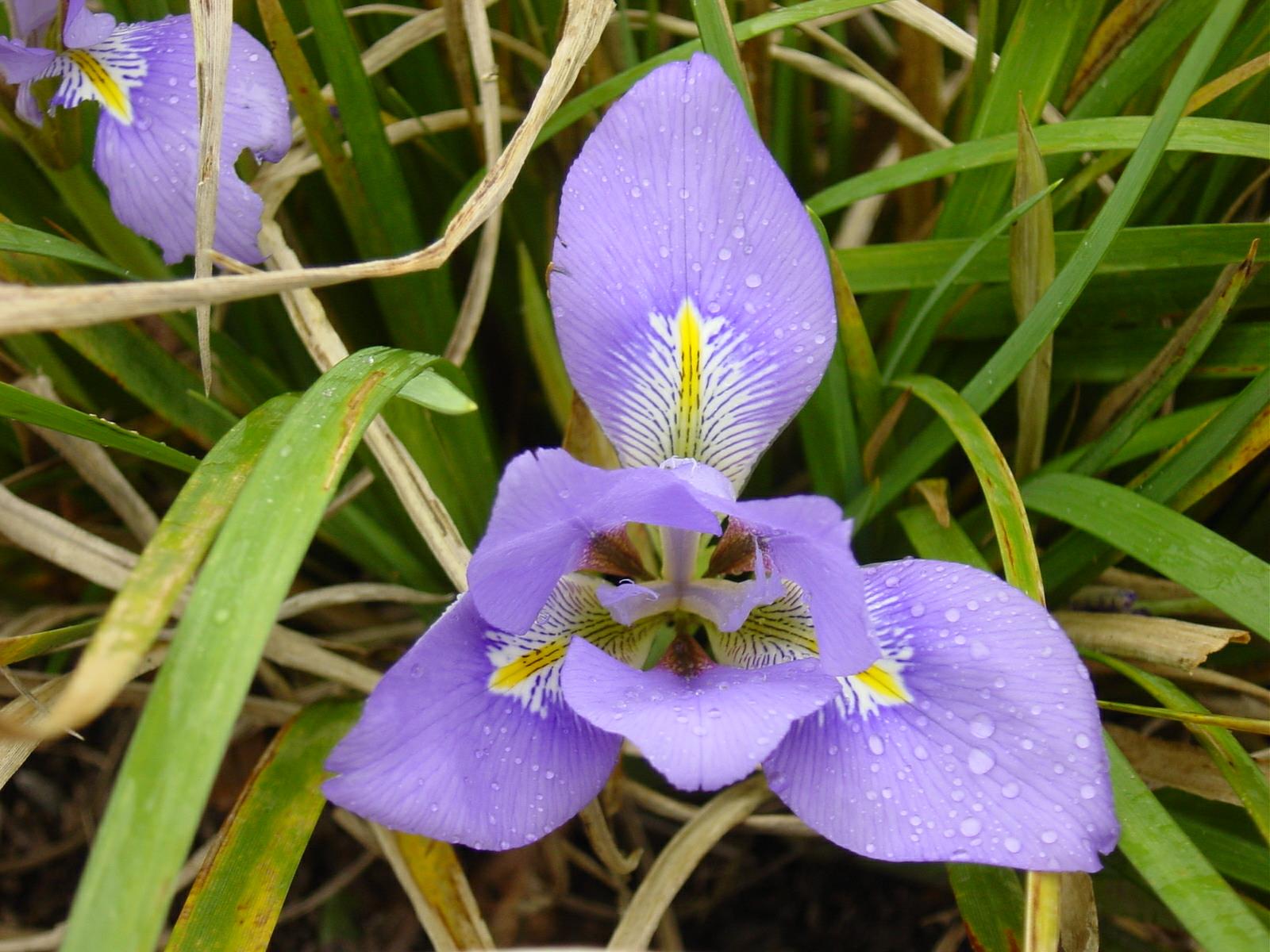 Iris unguicularis - Gellesgen Algeria, Algerian Iris, Algerian Winter ...