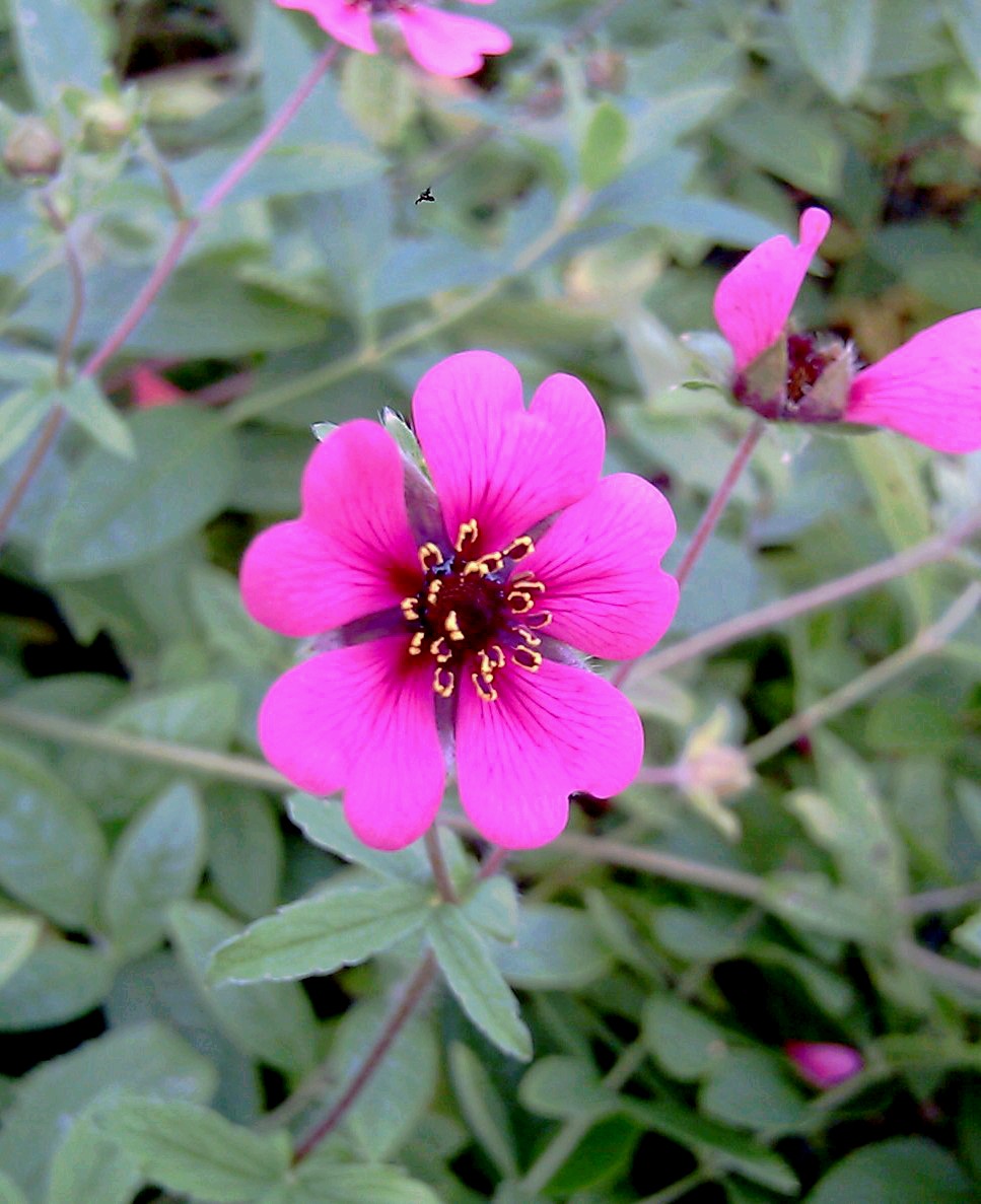 Potentilla Nepalensis 'Ron McBeath' - Pumnalen, Cinquefoil 'Ron McBeath ...