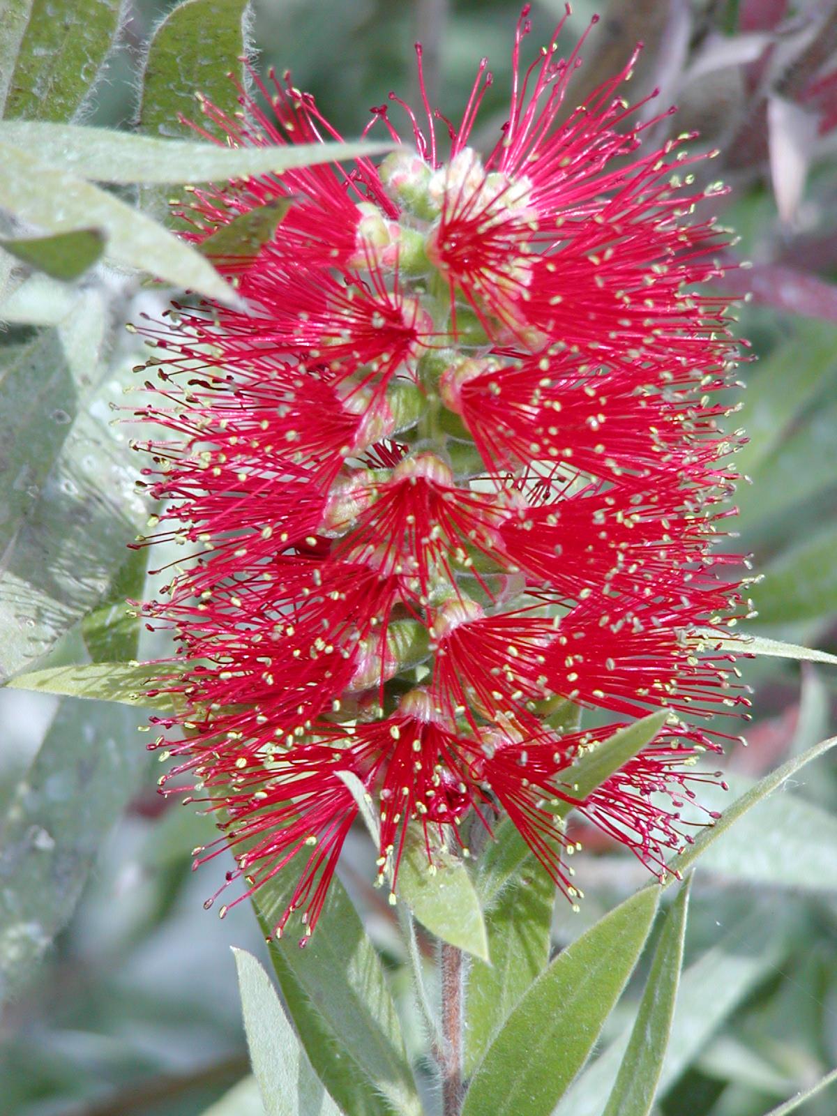 Melaleuca glauca - Albany bottlebrush