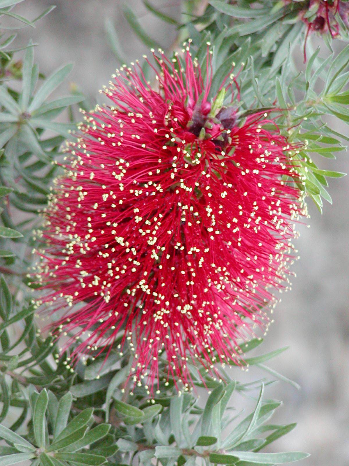 Kunzea baxteri - Scarlet Kunzea