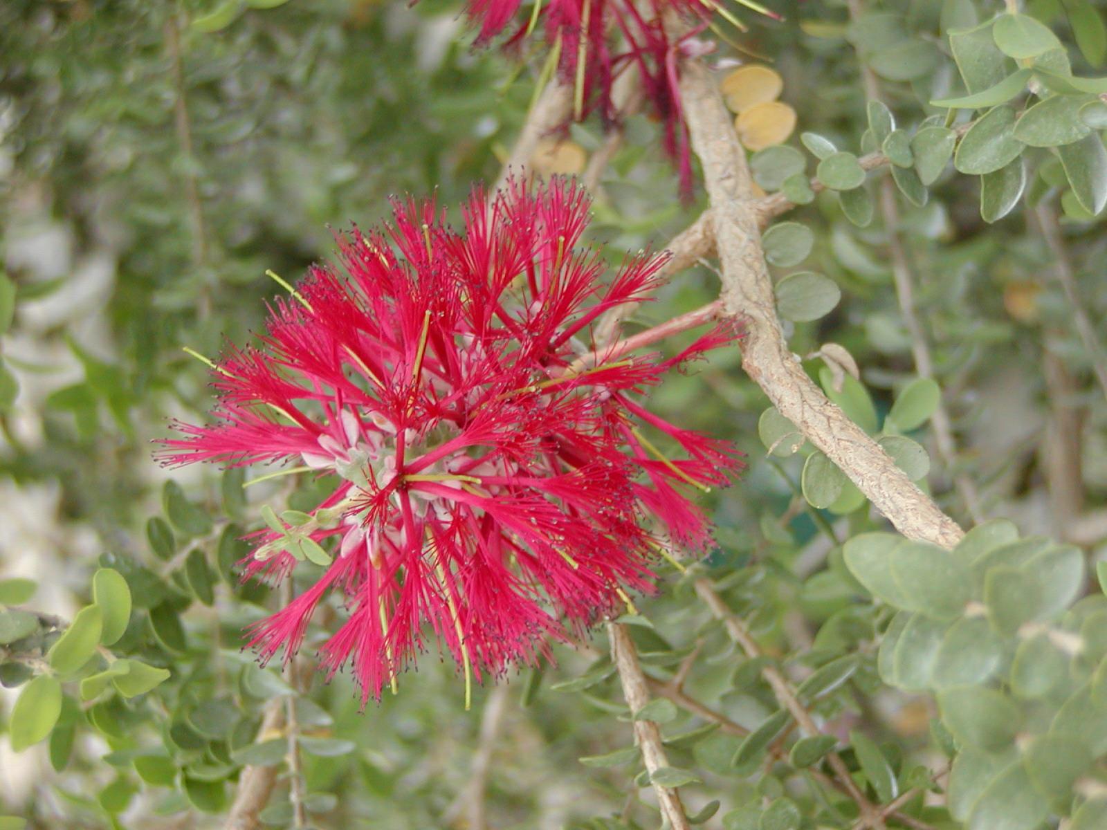 Melaleuca elliptica - granite bottlebrush