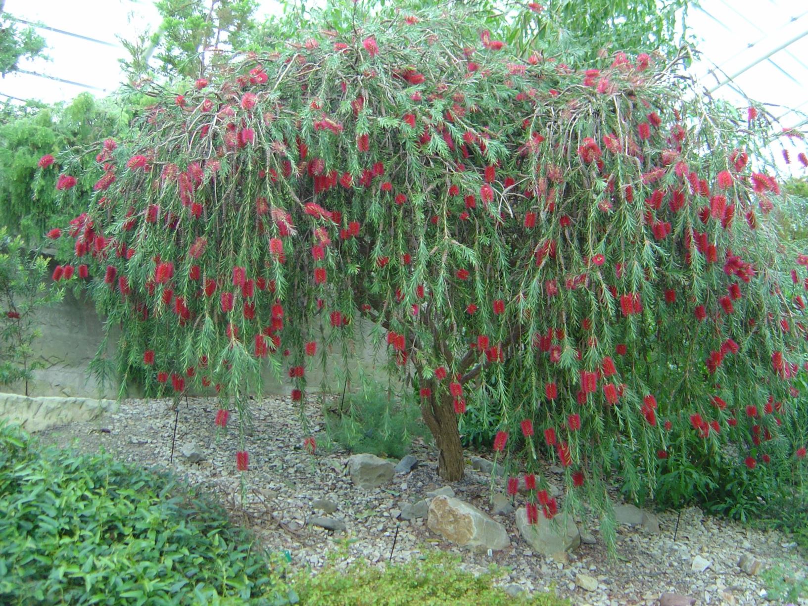 Melaleuca Phoenicea - Lesser Bottlebrush, Scarlet Bottlebrush ...